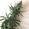 семена конопли сорта сатива Chuy Valley feminised Bang Seeds семена конопли сорта сатива Chuy Valley feminised Bang Seeds