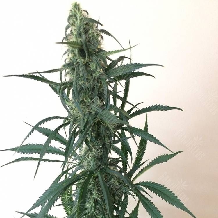 семена конопли для посадки купить Chuy Valley feminised Bang Seeds семена конопли для посадки купить Chuy Valley feminised Bang Seeds