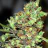 Auto G14 regular Ganja Seeds Auto G14 regular Ganja Seeds