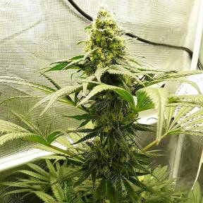 Velvet Bud regular Ganja Seeds