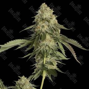 Golden Berry feminised DNA Genetics