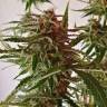 семена конопли Россия Auto Lennon feminised Pyramid Seeds семена конопли Россия Auto Lennon feminised Pyramid Seeds