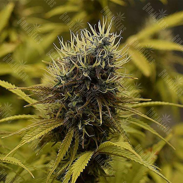 семена конопли аутдор Auto Northern Light feminised Royal Queen семена конопли аутдор Auto Northern Light feminised Royal Queen