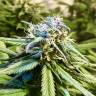 семена конопли почтой Auto Cream Caramel feminised Sweet Seeds