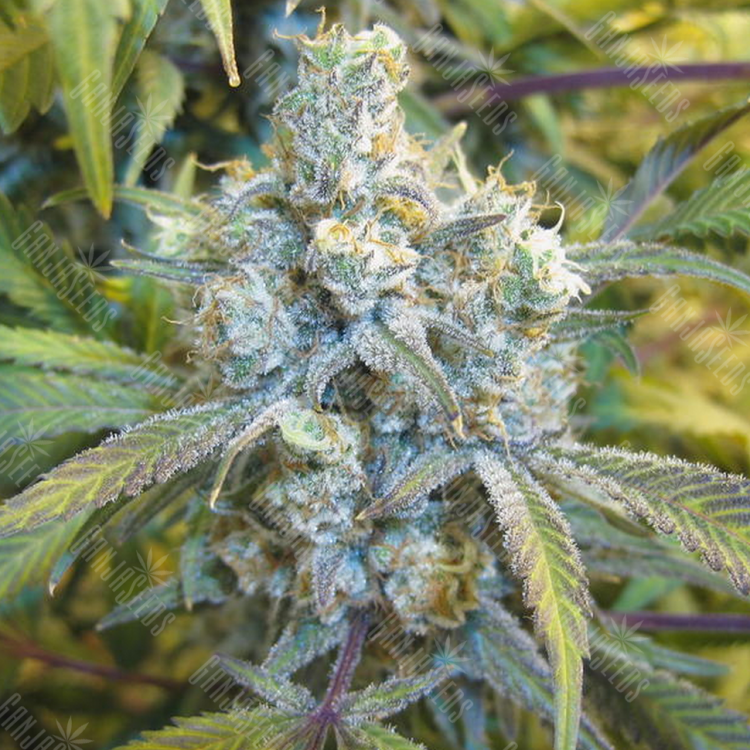 качественные семена конопли Super Silver Haze feminised качественные семена конопли Super Silver Haze feminised