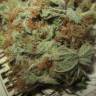 семена конопли интернет магазин The Church CBD feminised Green House Seeds семена конопли интернет магазин The Church CBD feminised Green House Seeds