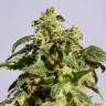 семена сортовой конопли Skunk+ feminised Kannabia Seeds семена сортовой конопли Skunk+ feminised Kannabia Seeds