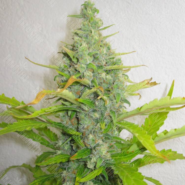 семена конопли интернет магазин Skunk+ feminised Kannabia Seeds семена конопли интернет магазин Skunk+ feminised Kannabia Seeds