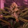 конопля семена сорта заказать Auto Cream Mandarine XL feminised Sweet Seeds конопля семена сорта заказать Auto Cream Mandarine XL feminised Sweet Seeds