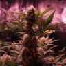 семена конопли курьером Auto Cream Mandarine XL feminised Sweet Seeds семена конопли курьером Auto Cream Mandarine XL feminised Sweet Seeds