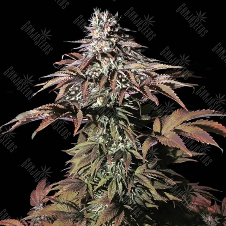 семена конопли недорого Landysh feminised VIP Seeds семена конопли недорого Landysh feminised VIP Seeds