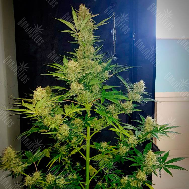 Семена марихуаны Auto Glueberry O.G. feminised Ganja Seeds Семена марихуаны Auto Glueberry O.G. feminised Ganja Seeds