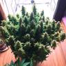 Недорогие семена марихуаны Auto Glueberry O.G. feminised Ganja Seeds Недорогие семена марихуаны Auto Glueberry O.G. feminised Ganja Seeds