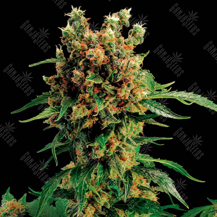 Семена ганжы California Hash Plant feminised Ganja Seeds купить Семена ганжы California Hash Plant feminised Ganja Seeds купить