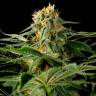 Семена ганжы California Hash Plant feminised Ganja Seeds оптом Семена ганжы California Hash Plant feminised Ganja Seeds оптом