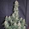 хорошие семена конопли Auto Blueberry feminised хорошие семена конопли Auto Blueberry feminised
