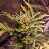 семена конопли марихуаны Irbis feminised Bang Seeds семена конопли марихуаны Irbis feminised Bang Seeds