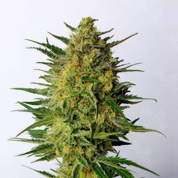 урожайные семена конопли Super AK feminised Kannabia Seeds урожайные семена конопли Super AK feminised Kannabia Seeds