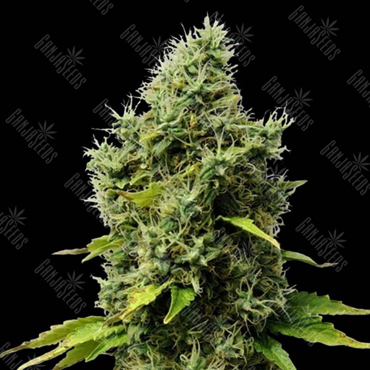 купить семена конопли Mr.Fix feminised VIP Seeds купить семена конопли Mr.Fix feminised VIP Seeds