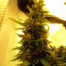 семена конопли марихуаны Auto Great White feminised