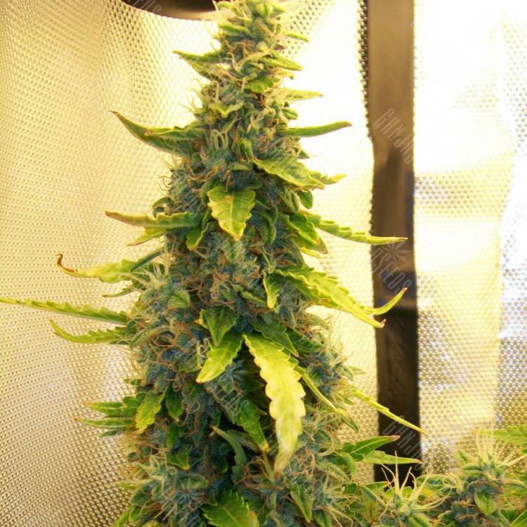 семена конопли аутдор Auto Great White feminised