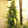 семена конопли аутдор Auto Great White feminised
