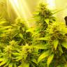 семена конопли с доставкой Auto Great White feminised