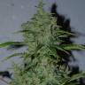 семена конопли Auto Kalashnikova feminised Green House Seeds семена конопли Auto Kalashnikova feminised Green House Seeds