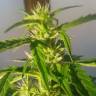 семена конопли почтой Auto Kalashnikova feminised Green House Seeds семена конопли почтой Auto Kalashnikova feminised Green House Seeds