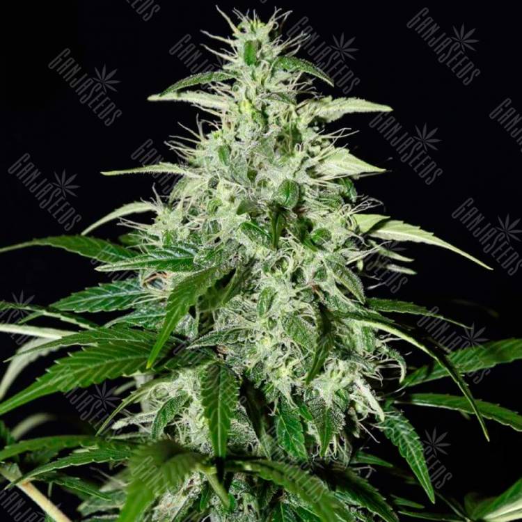 купить семена конопли Auto Kalashnikova feminised Green House Seeds купить семена конопли Auto Kalashnikova feminised Green House Seeds
