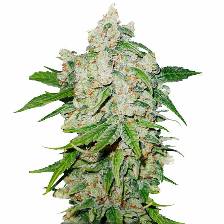 Auto Brooklyn Sunrise feminised Dutch Passion Seeds Auto Brooklyn Sunrise feminised Dutch Passion Seeds
