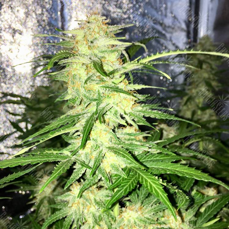 Auto Lemon Sativa feminised RuSeeds Auto Lemon Sativa feminised RuSeeds