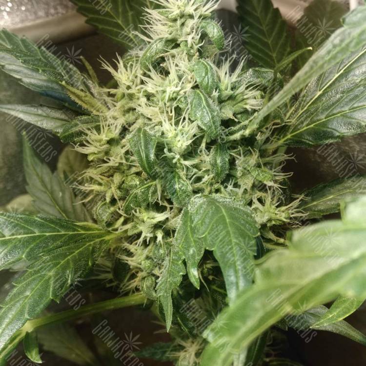 хорошие семена конопли Irtysh feminised Bang Seeds хорошие семена конопли Irtysh feminised Bang Seeds