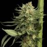 семена конопли f1 в оригинальной упаковке Kosher Tangie (24k Gold) feminised DNA Genetics семена конопли f1 в оригинальной упаковке Kosher Tangie (24k Gold) feminised DNA Genetics