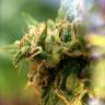 семена конопли в интернете White Widow x The Ultimate regular Dutch Passion Seeds