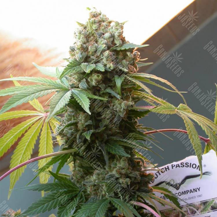 семена конопли элитных сортов White Widow x The Ultimate regular Dutch Passion Seeds