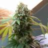 семена конопли элитных сортов White Widow x The Ultimate regular Dutch Passion Seeds