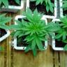 заказ семян конопли Спб Super OG Kush feminised Kannabia Seeds заказ семян конопли Спб Super OG Kush feminised Kannabia Seeds