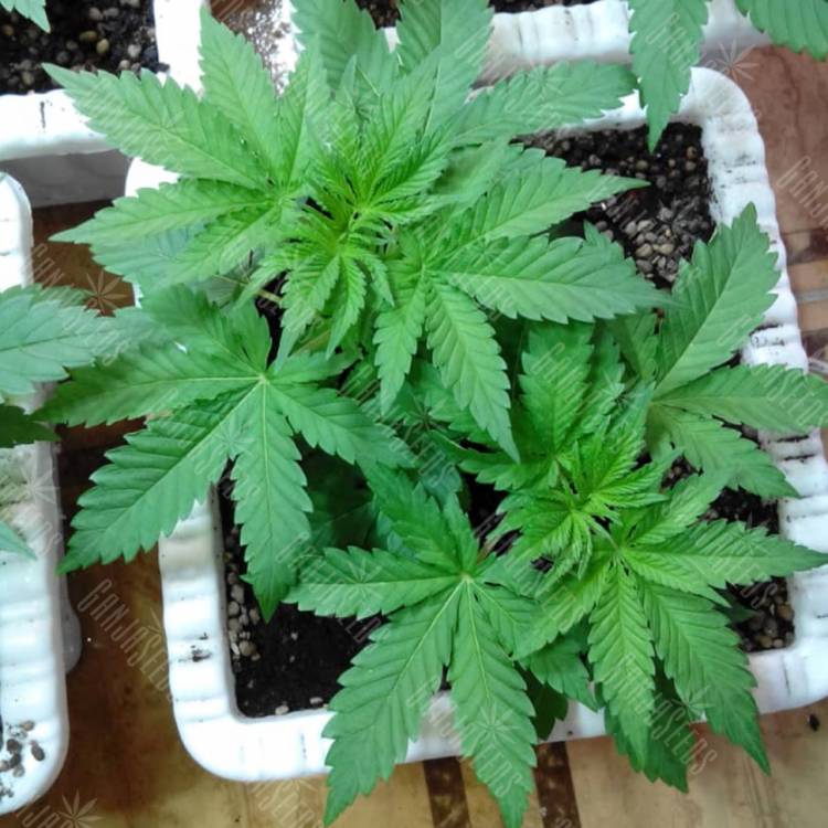семена конопли Россия Super OG Kush feminised Kannabia Seeds семена конопли Россия Super OG Kush feminised Kannabia Seeds