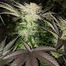 заказать качественные семена конопли Pure Power Plant regular Nirvana Seeds заказать качественные семена конопли Pure Power Plant regular Nirvana Seeds