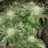 заказать на сайте семена конопли Pure Power Plant regular Nirvana Seeds заказать на сайте семена конопли Pure Power Plant regular Nirvana Seeds