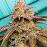 купить семена конопли с доставкой San Fernando Lemon Kush feminised купить семена конопли с доставкой San Fernando Lemon Kush feminised