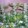 семена индийской конопли Auto Northern Lights feminised семена индийской конопли Auto Northern Lights feminised