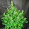 семена конопли индика Auto Northern Lights feminised семена конопли индика Auto Northern Lights feminised