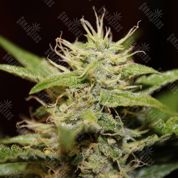 семена конопли Auto Blue Ryder regular семена конопли Auto Blue Ryder regular