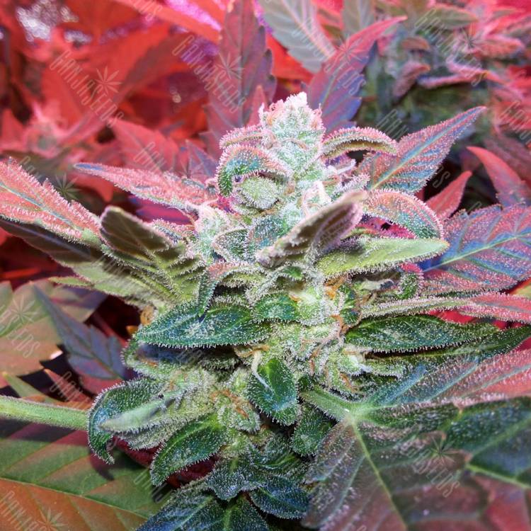 семена конопли феминизированные Auto Haze 2.0 feminised семена конопли феминизированные Auto Haze 2.0 feminised