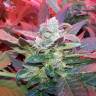 семена конопли феминизированные Auto Haze 2.0 feminised семена конопли феминизированные Auto Haze 2.0 feminised