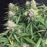 Auto Cinderella Jack feminised Dutch Passion Seeds Auto Cinderella Jack feminised Dutch Passion Seeds