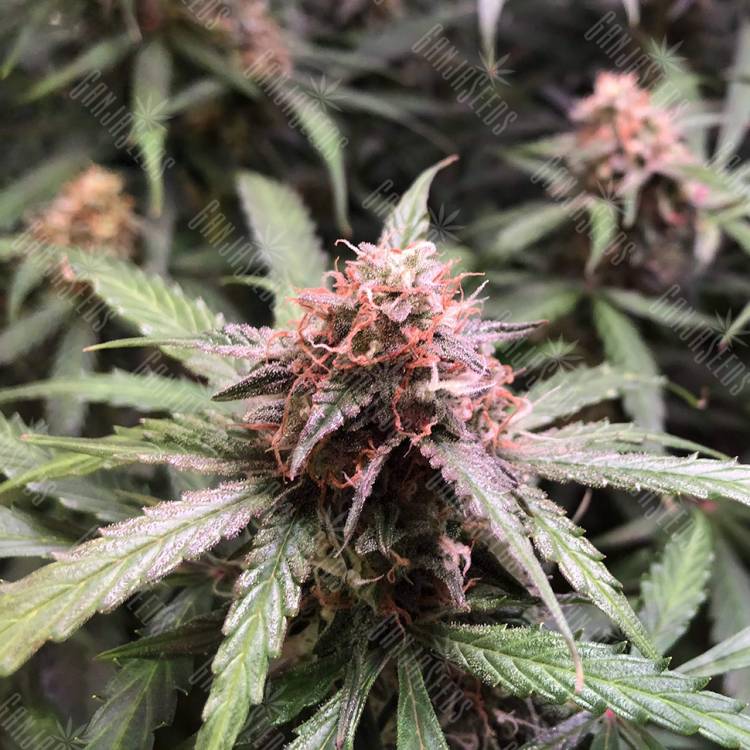 Auto Pineapple feminised RuSeeds Auto Pineapple feminised RuSeeds