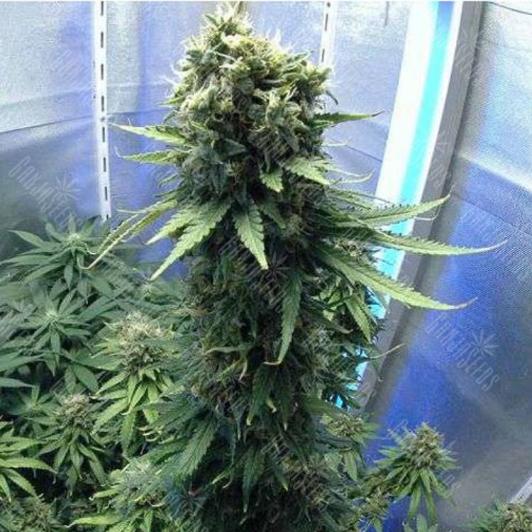 конопля семена сорта заказать Jasybay feminised Bang Seeds конопля семена сорта заказать Jasybay feminised Bang Seeds